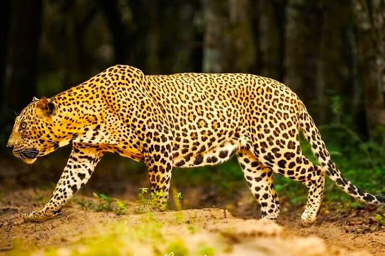 Iconic Wilpattu Leopard