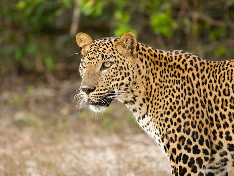 Leopard in Wild