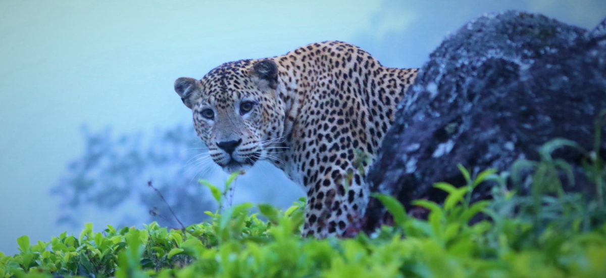 Leopard in Yala National Park 3